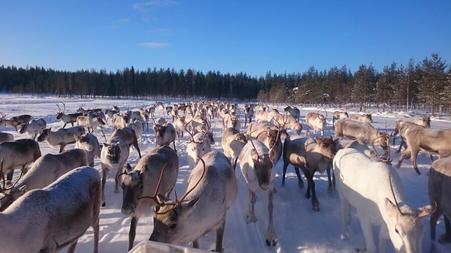 Rovaniemi: Private Reindeer Farm Visit and Walk-Along - A private welcome from Janne, Dorothee, and two dogs
