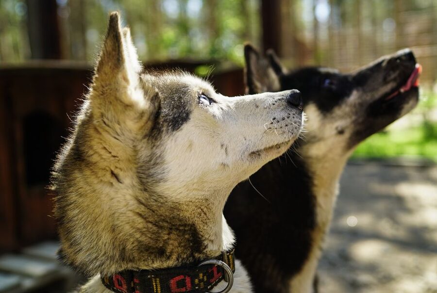 Rovaniemi: Quad Bike Safari, Reindeer & Husky Farm Visit - Moving from animal farms to the forest
