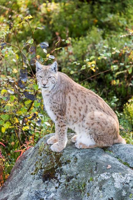 Rovaniemi: Ranua Wildlife Park Private Day Trip - Key points at a glance