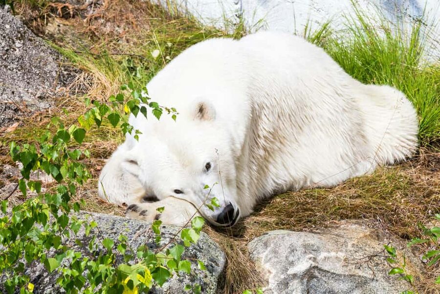 Rovaniemi: Ranua Wildlife Park Private Day Trip - What your guide adds