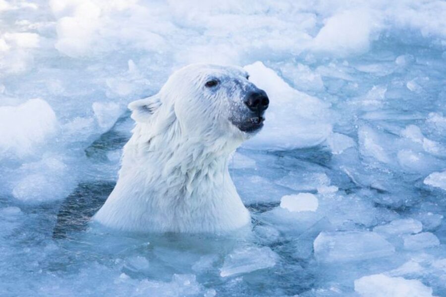 Rovaniemi: Ranua Zoo Entry Ticket w/ Walking Tour and Lunch - Key Points Before You Book