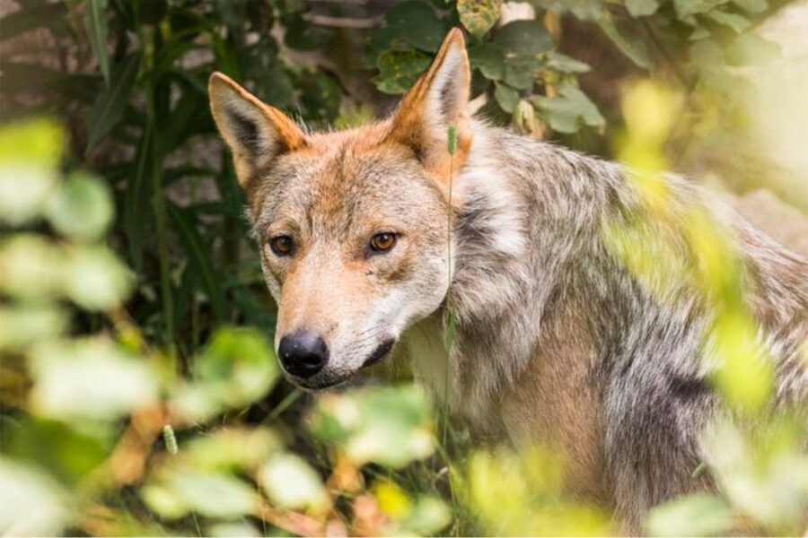 Rovaniemi: Ranua Zoo Entry Ticket w/ Walking Tour and Lunch - Cancellation and Booking Details