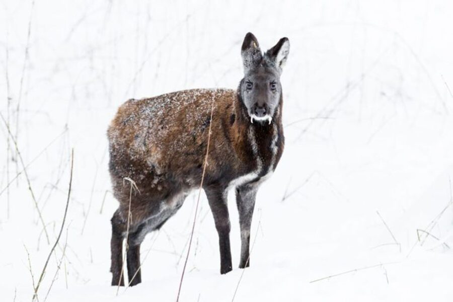 Rovaniemi: Ranua Zoo Entry Ticket w/ Walking Tour and Lunch - Walking Through the Arctic Animal Enclosures