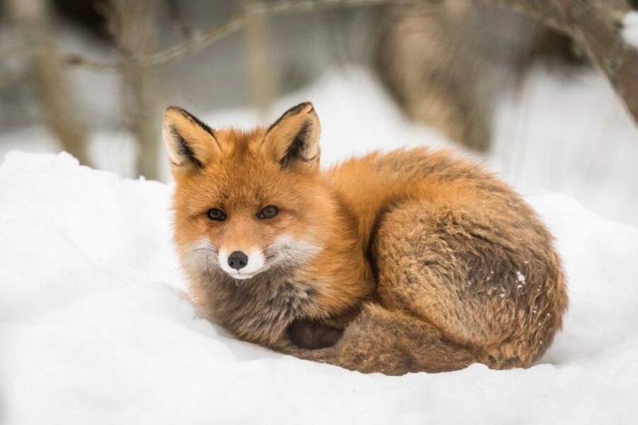 Rovaniemi: Ranua Zoo Entry Ticket w/ Walking Tour and Lunch - The Polar Bear, Fox, and Owl Factor