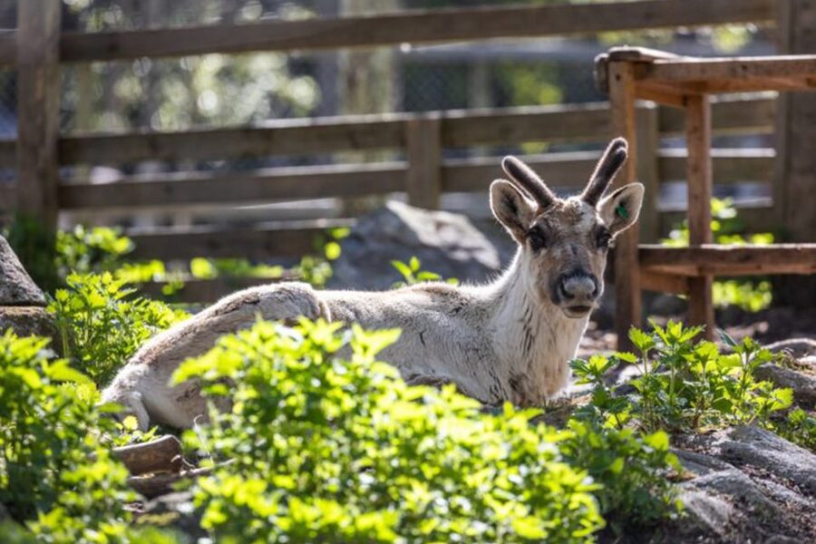 Rovaniemi: Ranua Zoo Entry Ticket w/ Walking Tour and Lunch - Lunch Inside the Zoo