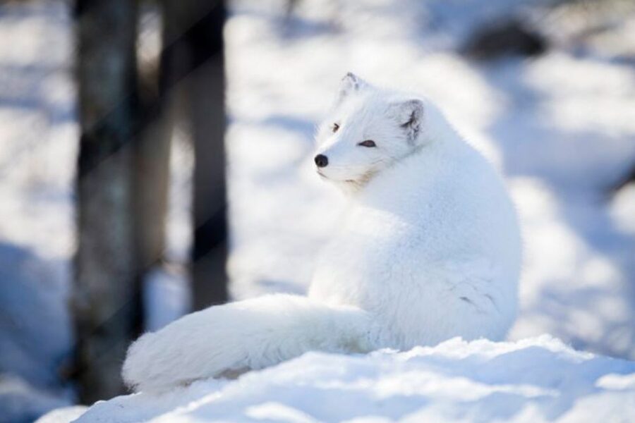 Rovaniemi: Ranua Zoo Entry Ticket w/ Walking Tour and Lunch - What the Guide Adds to the Experience
