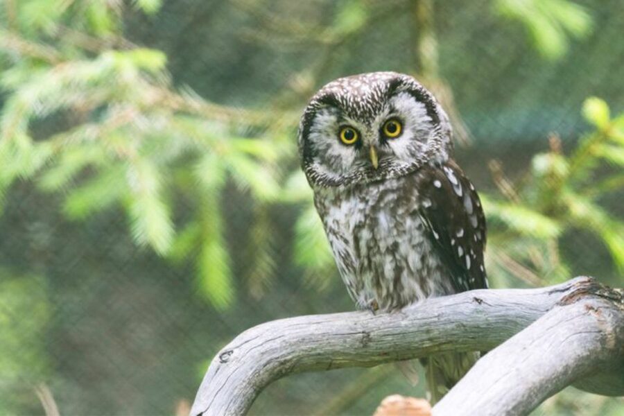 Rovaniemi: Ranua Zoo Entry Ticket w/ Walking Tour and Lunch - Is the $146 Price Fair?