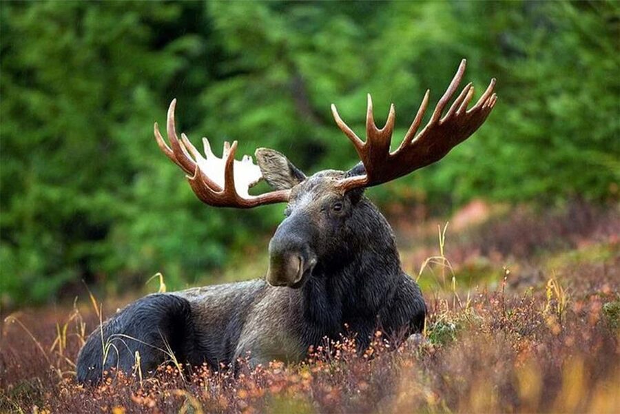 Rovaniemi: Ranua Zoo Entry Ticket with BBQ Picnic - Key things to know before you book