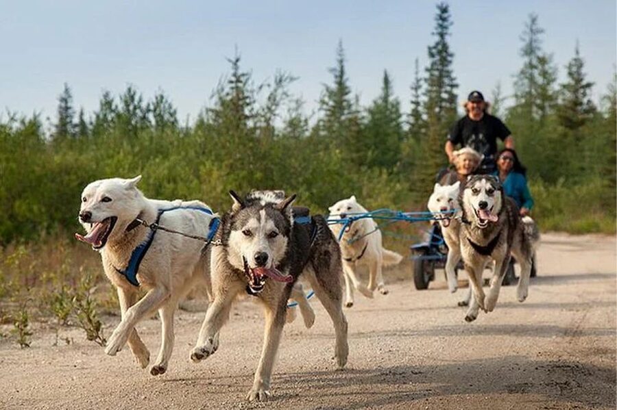 Rovaniemi: Ranua Zoo Entry Ticket with BBQ Picnic - Timing your route around feeding sessions