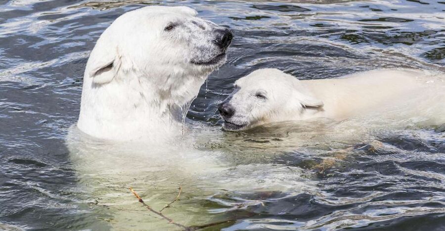 Rovaniemi: Ranua Zoo Entry Ticket with BBQ Picnic - Cold-weather clothing is not optional