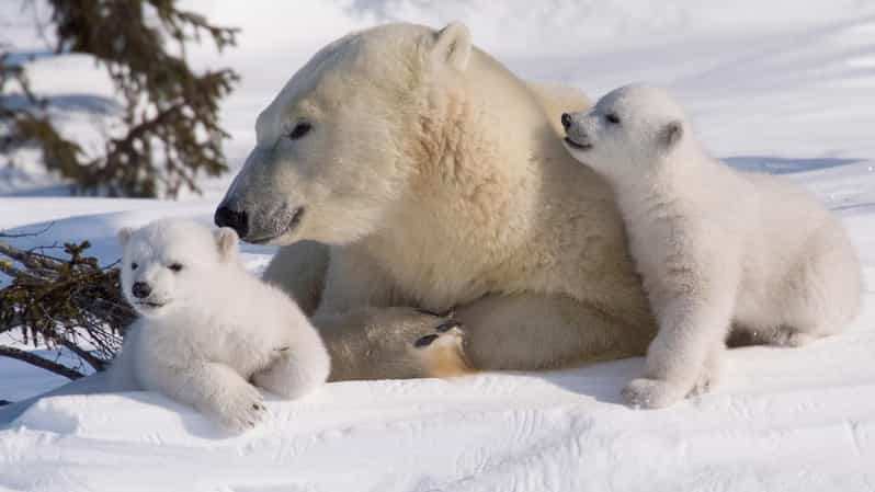 Rovaniemi: Ranua Zoo Visit with Lunch - Meeting polar bears and other northern animals
