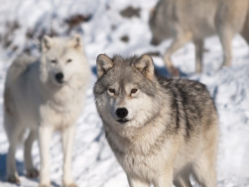 Rovaniemi: Ranua Zoo Visit with Lunch - How the guide shapes the day