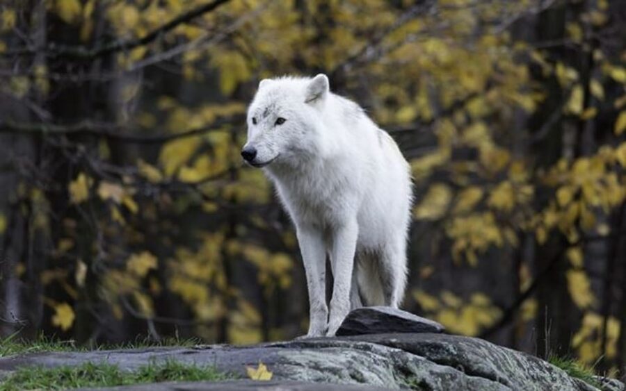 Rovaniemi: Ranua Zoo Visit with Lunch - What to bring and how to plan the day