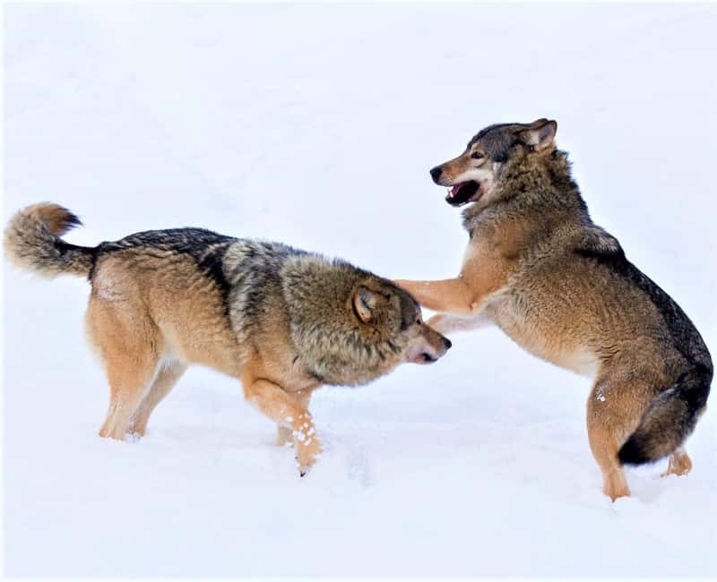 Rovaniemi: Ranua Zoo Wildlife Park Tour with hotel pickup - Why Ranua is worth the 50-minute trip