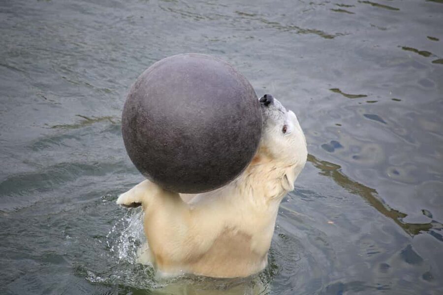 Rovaniemi: Ranua Zoo Wildlife Park Tour with hotel pickup - Starting in Rovaniemi with hotel pickup