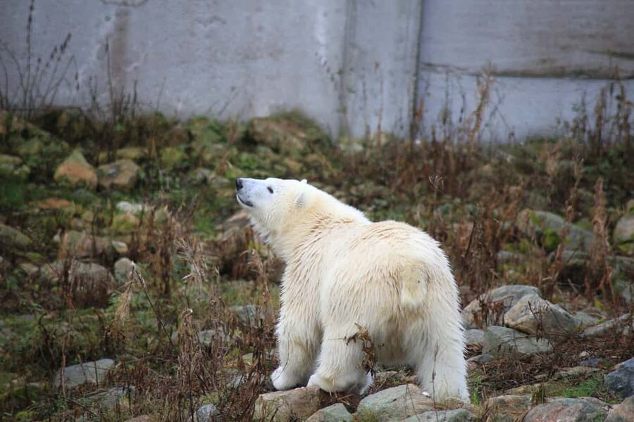 Rovaniemi: Ranua Zoo Wildlife Park Tour with hotel pickup - Polar bears, wolverines, lynx, and Arctic foxes
