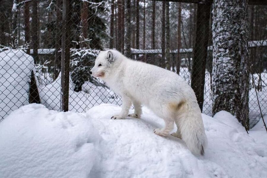 Rovaniemi: Ranua Zoo Wildlife Park Tour with hotel pickup - Who will enjoy this tour most