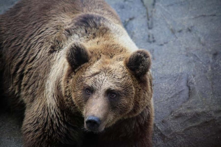 Rovaniemi: Ranua Zoo Wildlife Park Tour with hotel pickup - Following the 2.5-kilometer wildlife trail