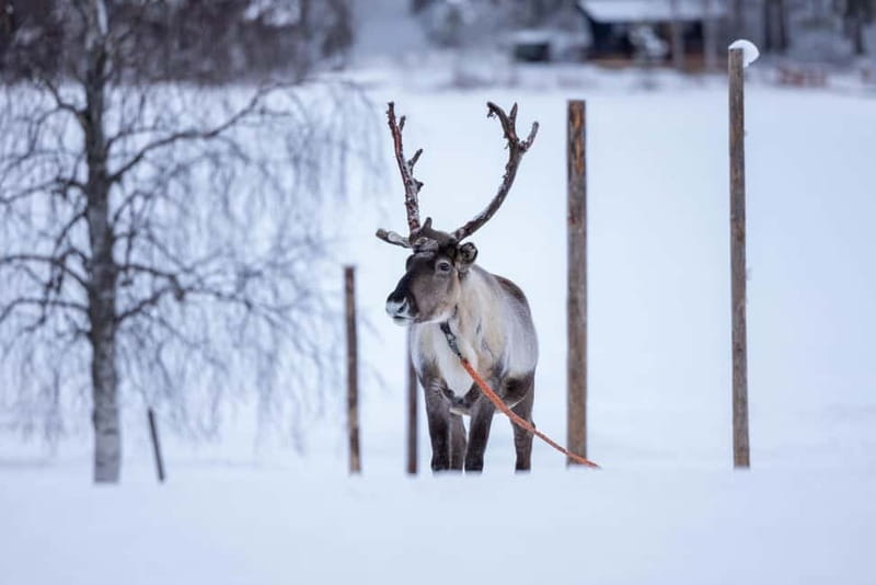 Rovaniemi: Reindeer Experience with Sleigh Ride - A Short Ride With a Real Lapland Connection