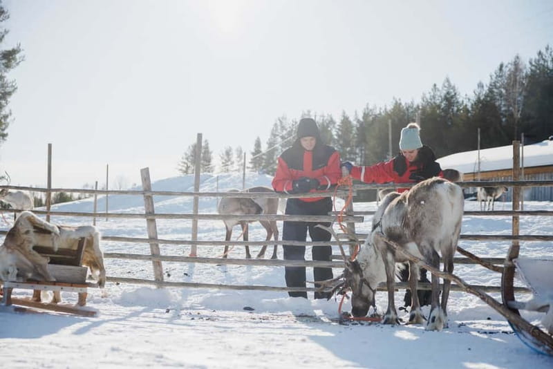 Rovaniemi: Reindeer Experience with Sleigh Ride - What the 500-Meter Sleigh Ride Is Really Like