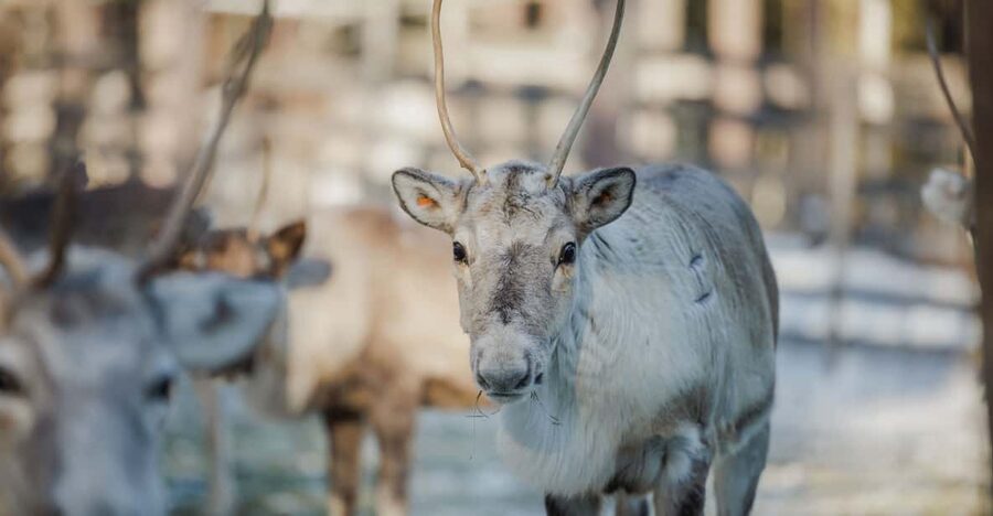 Rovaniemi: Reindeer Experience with Sleigh Ride - Guides, Group Size, and the Feel of the Visit