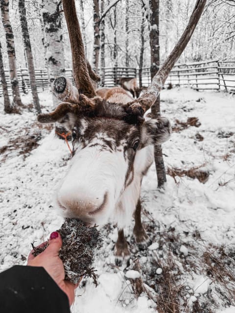 Rovaniemi: Reindeer Experience with Sleigh Ride - Who Will Enjoy This Rovaniemi Reindeer Experience?