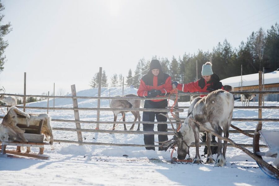Rovaniemi: Reindeer Experience with Sleigh Ride - Should You Book It?