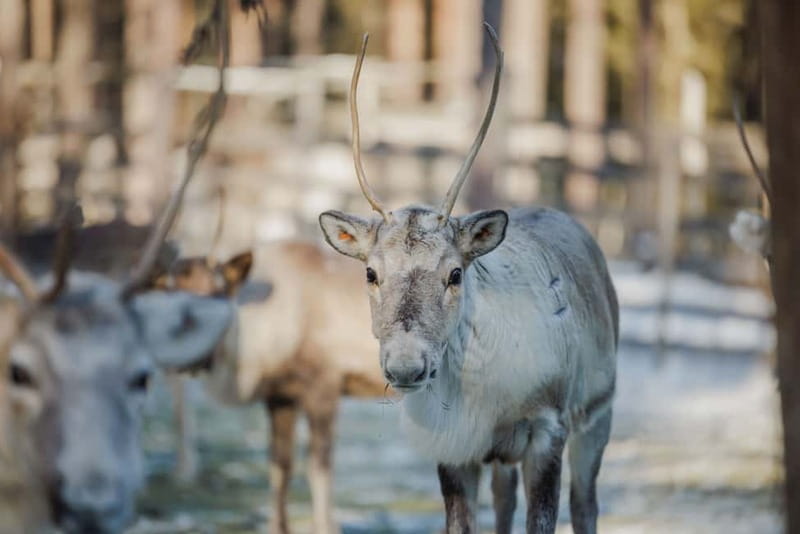 Rovaniemi: Reindeer Experience with Sleigh Ride - Meeting the Reindeer Up Close