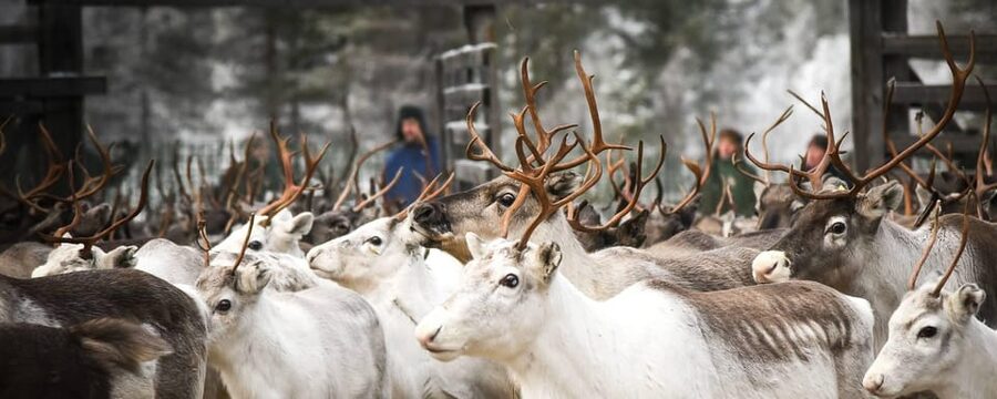 Rovaniemi: Reindeer Farm Visit and Sleigh Ride with transfer - From Rovaniemi to a working reindeer farm