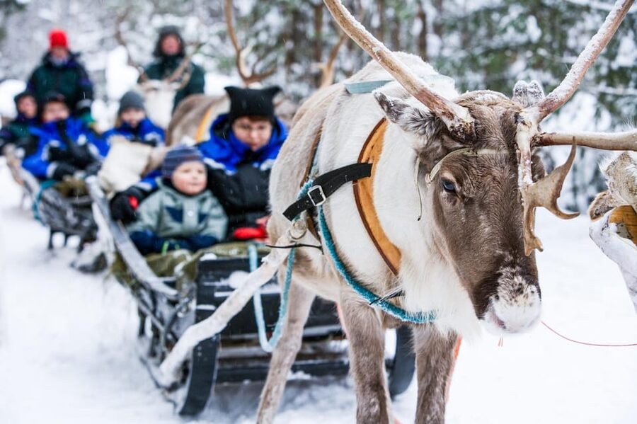 Rovaniemi: Reindeer Farm Visit and Sleigh Ride with transfer - The 400 to 500 metre sleigh ride
