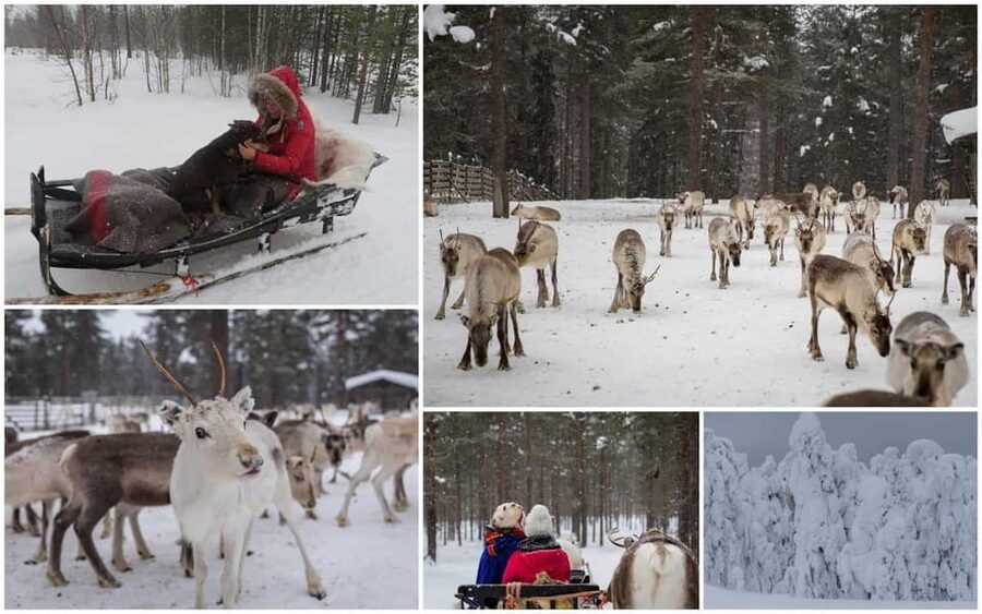 Rovaniemi: Reindeer Farm Visit and Sleigh Ride with transfer - Warming up in the kota hut
