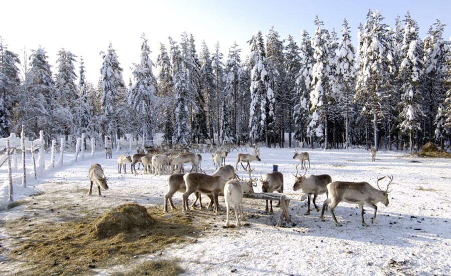 Rovaniemi: Reindeer Farm Visit and Sleigh Ride with transfer - Who will enjoy this farm visit?