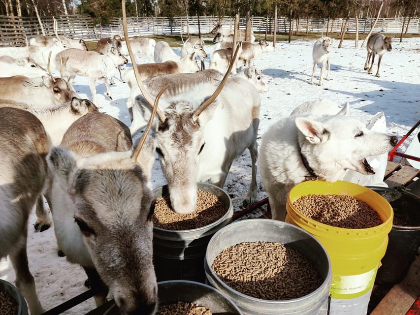 Rovaniemi: Reindeer Farm Visit and Sleigh Ride with transfer - Should you book the Rovaniemi reindeer farm visit?