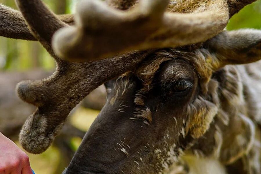 Rovaniemi: Reindeer Farm Visit in the Summer - What the herders explain about Lappish life
