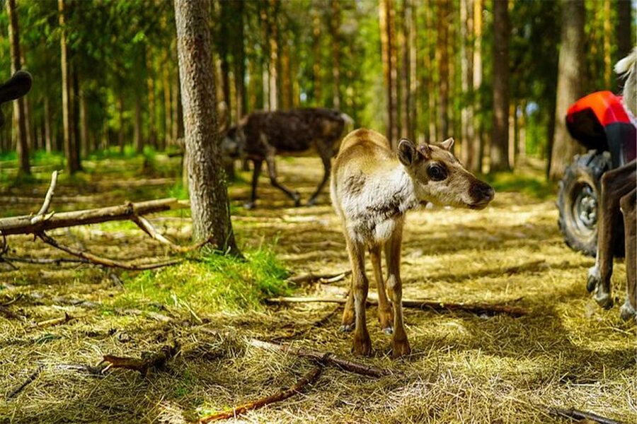 Rovaniemi: Reindeer Farm Visit in the Summer - The two-and-a-half-hour schedule from central Rovaniemi