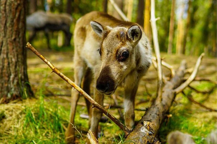 Rovaniemi: Reindeer Farm Visit in the Summer - Is $146 a fair price?