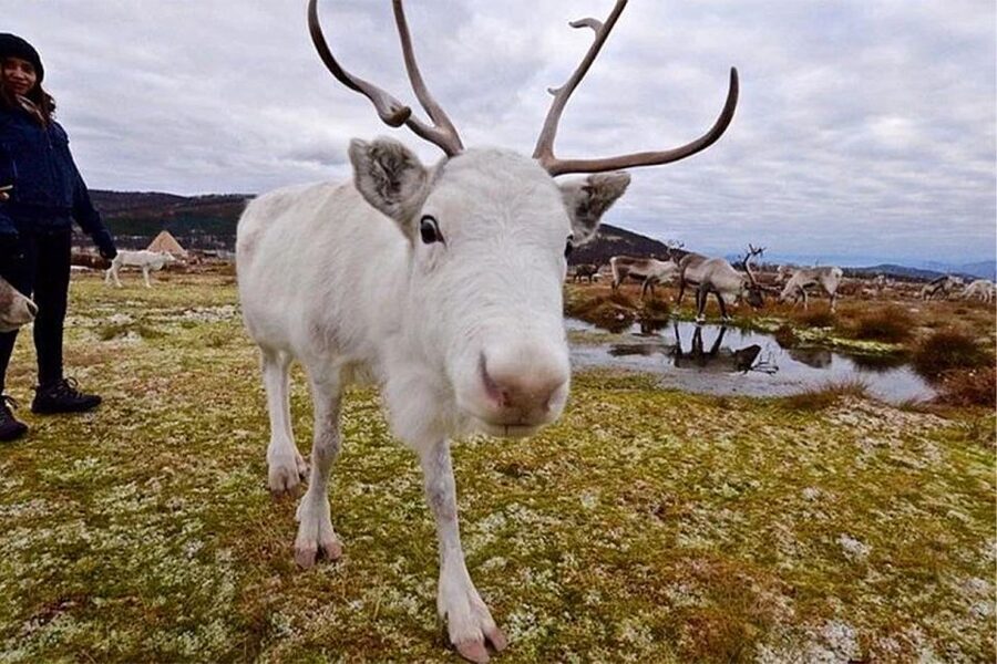 Rovaniemi: Reindeer Farm Visit in the Summer - Group size, children, and cancellation risk