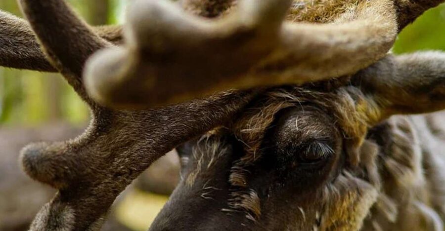 Rovaniemi: Reindeer Farm Visit in the Summer - Who will enjoy this summer farm visit?