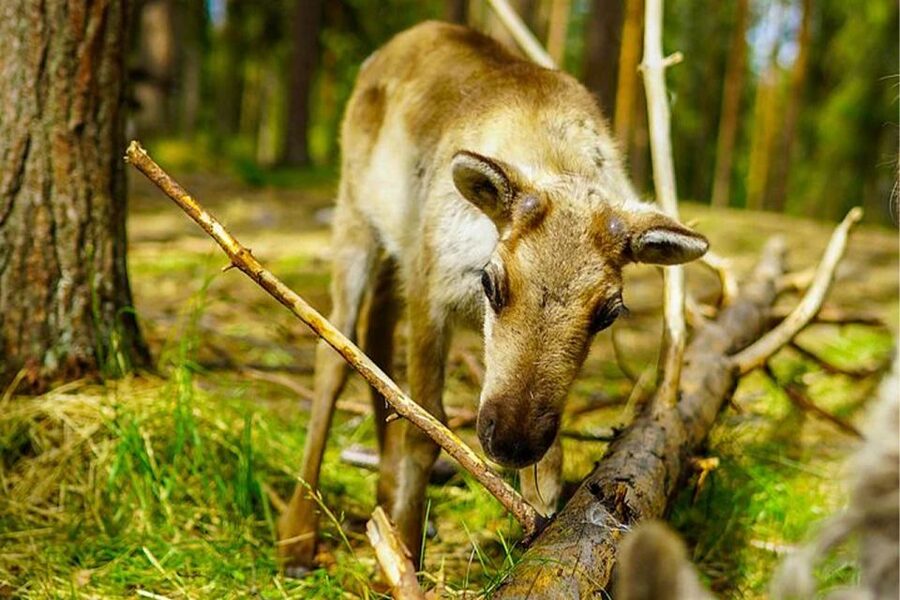 Rovaniemi: Reindeer Farm Visit in the Summer - Feeding reindeer and taking photographs