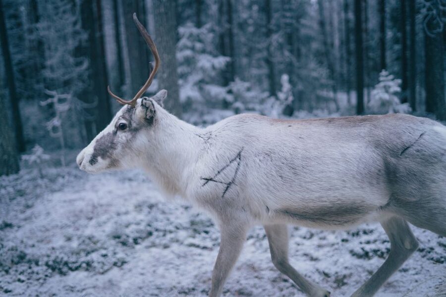 Rovaniemi: Reindeer Farm Visit with Photographer - The 400-meter sleigh ride
