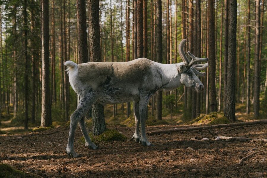 Rovaniemi: Reindeer Farm Visit with Photographer - Warming up beside the fire