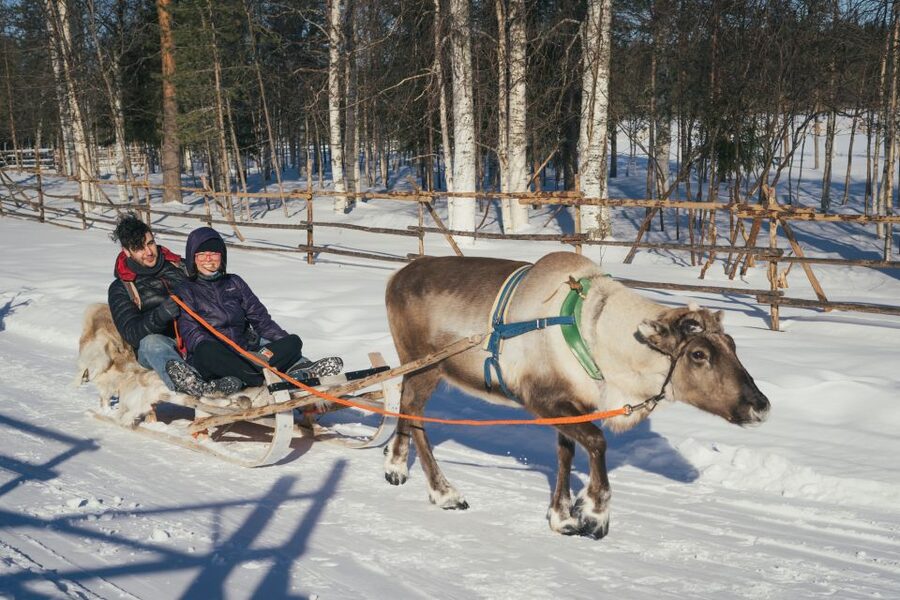 Rovaniemi: Reindeer Farm Visit with Photographer - How the professional photos work