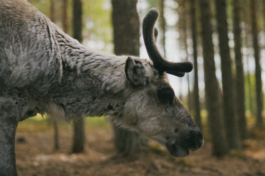 Rovaniemi: Reindeer Farm Visit with Photographer - Meeting the herders and learning about reindeer life