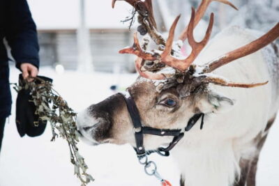 Reindeer, Huskies & Santa Claus Village