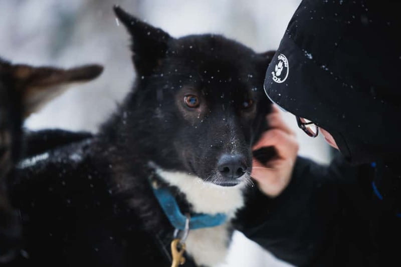 Rovaniemi: Reindeer, Huskies & Santa Claus Village - Santa Claus Village and the Arctic Circle