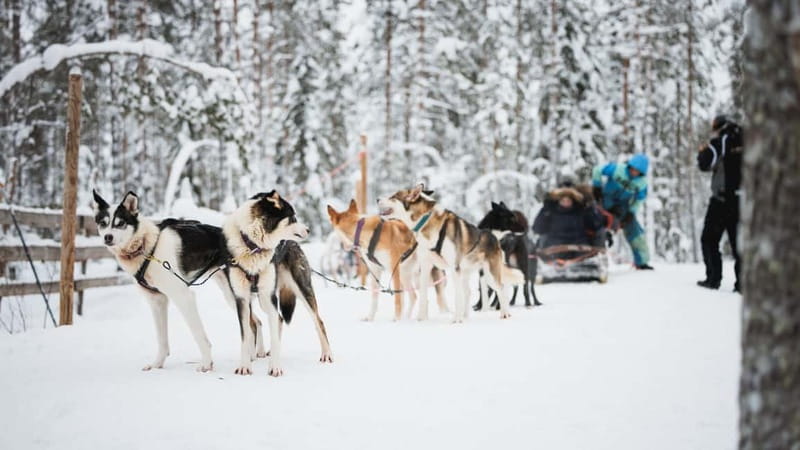 Rovaniemi: Reindeer, Huskies & Santa Claus Village - Final verdict