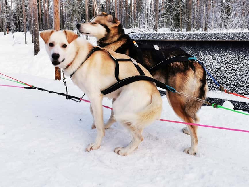 Rovaniemi: Reindeer, Huskies, Santa's Pets & Aurora Hunt - Is $271 per person fair value?