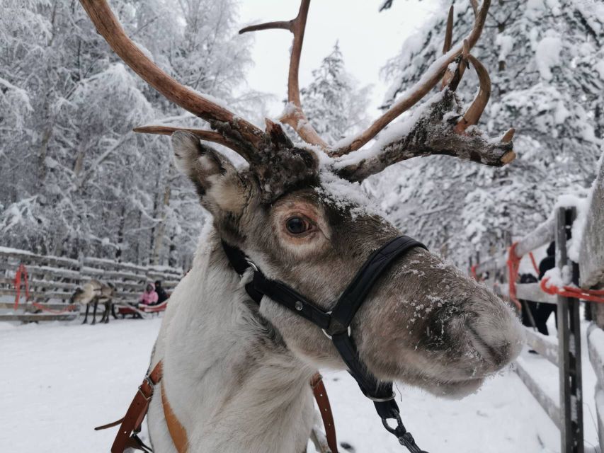 Rovaniemi: Reindeer, Huskies, Santa's Pets & Aurora Hunt - One long Lapland day, split into two very different parts