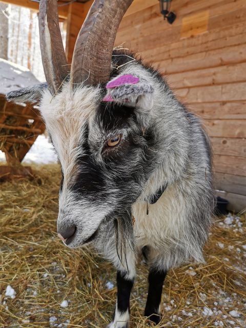 Rovaniemi: Reindeer, Huskies, Santa's Pets & Aurora Hunt - A 400-meter reindeer ride and time with the animals