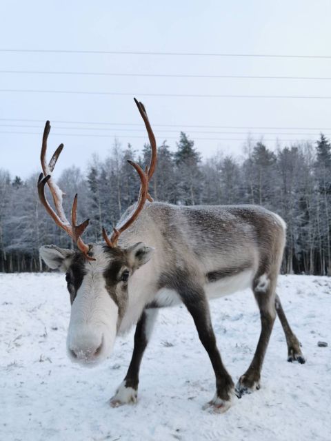 Rovaniemi: Reindeer, Huskies, Santa's Pets & Aurora Hunt - The long break is part of the value